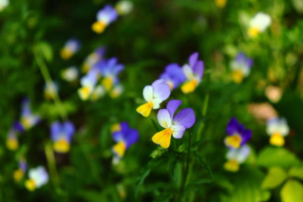 Pretty multi colored flowering plants up close in nature. Delicate natural image outdoors.