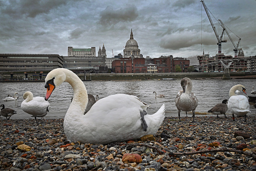 London city swans on the Thames shore at low tide with St Paul's Cathedral on the skyline. London ,UK