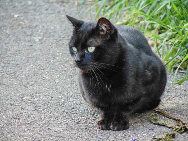istock A black cat sits on a sidewalk. Black cat portrait 1433427686
