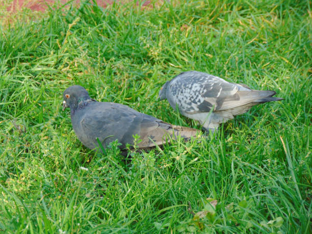 istock Two pigeons in the grass in Romania 1433427713