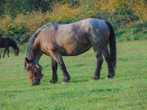 istock Horses grazing grass in nature 1433427760