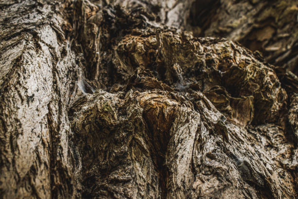 Texture of a tree trunk. Tree trunk close up.