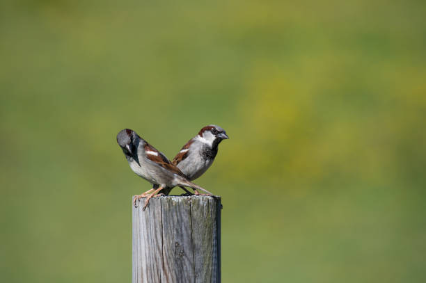 Sparrows Two sparrows sharing space passer domesticus stock pictures, royalty-free photos & images