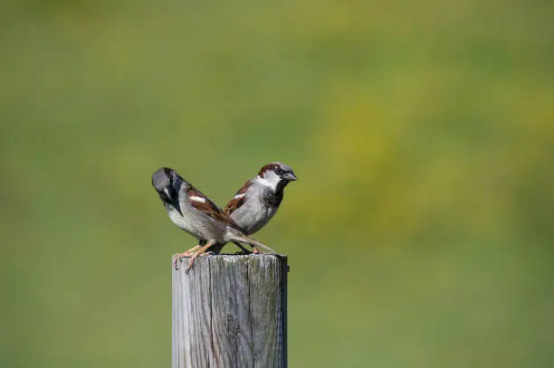 Photo of Sparrows