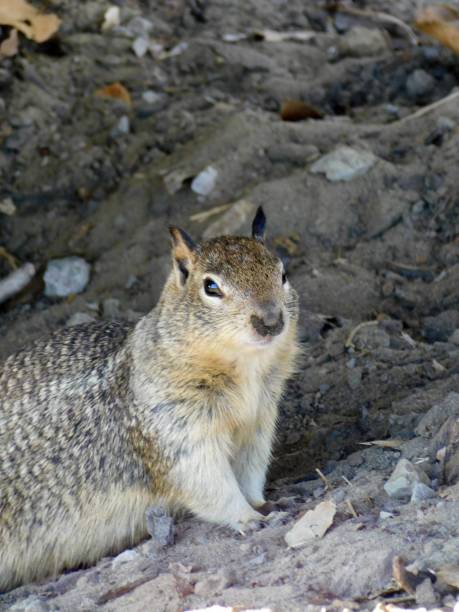 istock California Ground Squirrel 15 1433429783