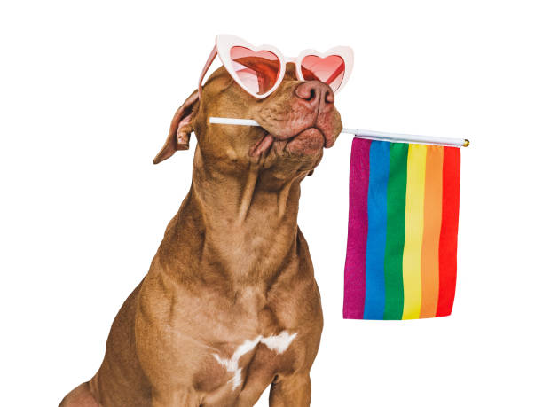 istock Lovable, pretty dog and Rainbow Flag. Closeup 1433431035