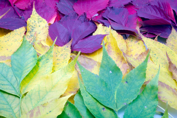 istock Colorful autumn leaves - red, yellow, green 1433431355