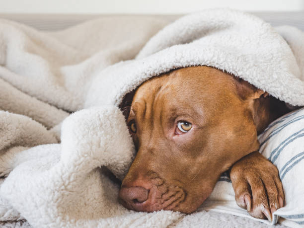 istock Lovable, pretty puppy lying on the bed 1433431419