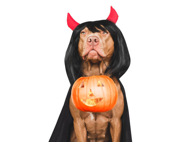 charming, lovable brown dog, fancy dress and devil horns - devil dogs imagens e fotografias de stock