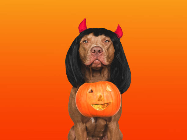 istock Charming, lovable brown dog, fancy dress and devil horns 1433431669