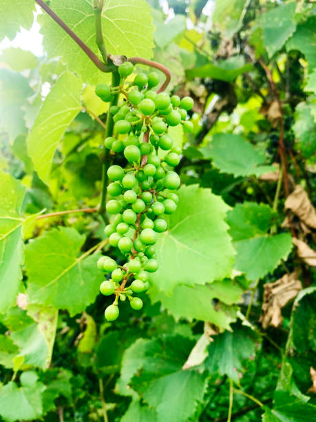 istock Unripe Baco Noir Grapes 1433435268