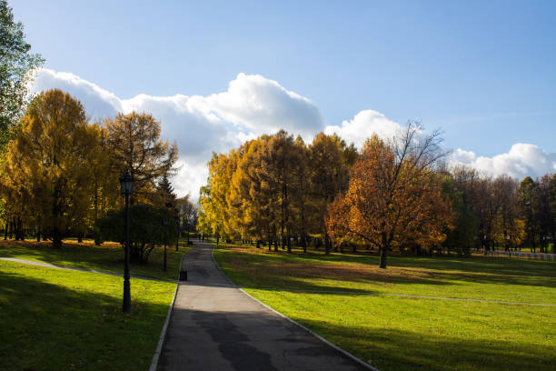 istock autumn landscape with a pedestrian path, bright trees with yellow foliage 1433435360