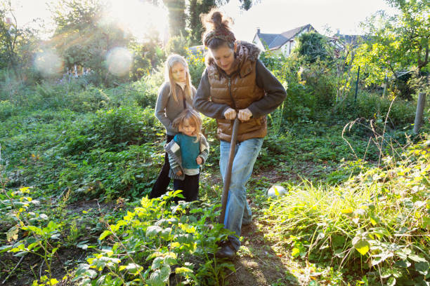 istock Woman digging into the ground to get potatoes 1433436513