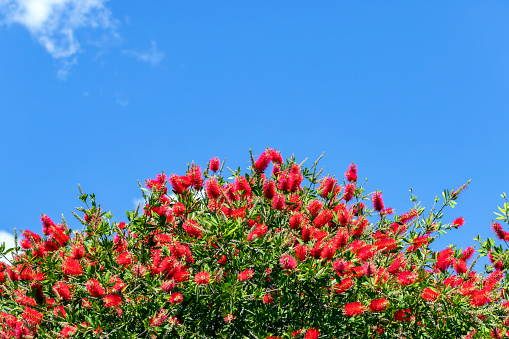 Top part of Red Bottlebrush tree, Callistemon, background with copy space, full frame horizontal composition