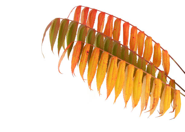 istock Rhus typhina tree branches with autumn leaves isolated on white background. 1433436796