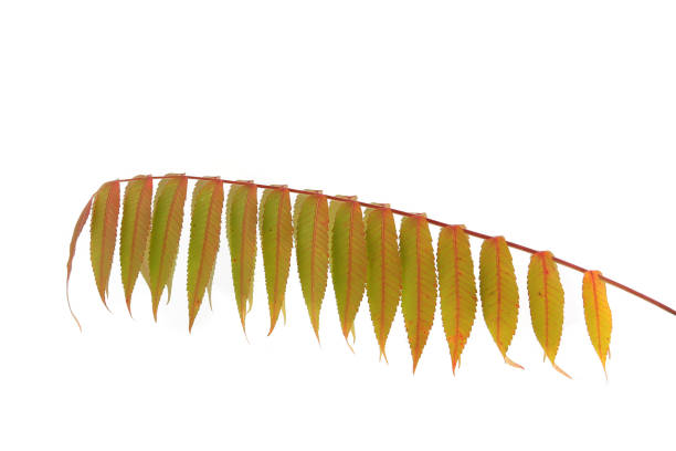 istock Rhus typhina tree branch with autumn leaves isolated on white background. 1433436800