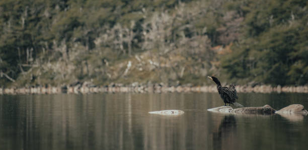 istock black gull standing on a stone in a mirrored lake 1433437439