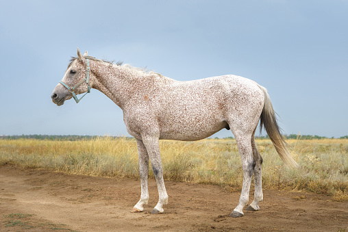 Portrait of a flea biten gray Arabian thoroughbred horse in a blue halter against the backdrop of a steppe landscape
