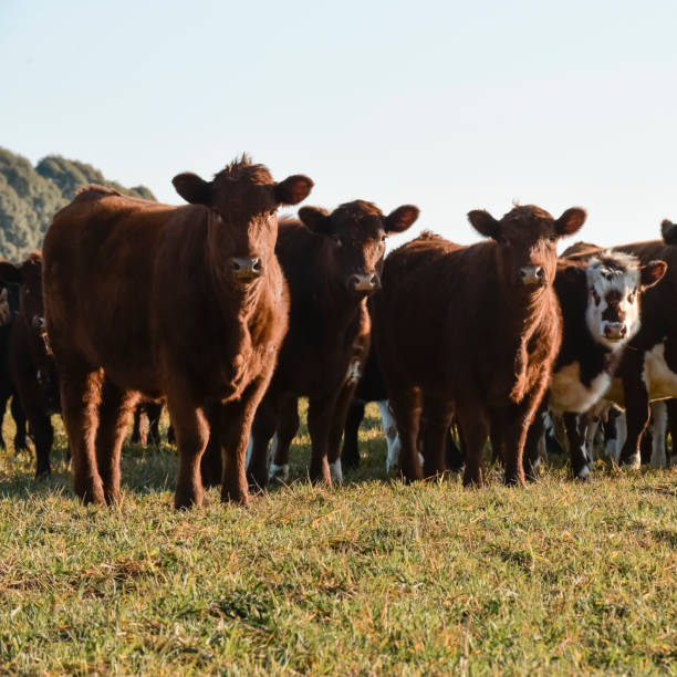 istock Countryside landscape with cows grazing, 1433440072