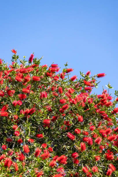 parte superior del árbol red bottlebrush, sobre fondo de cielo azul con espacio de copia - treetop sky tree high section fotografías e imágenes de stock