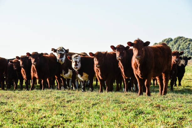 istock Countryside landscape with cows grazing, 1433441282