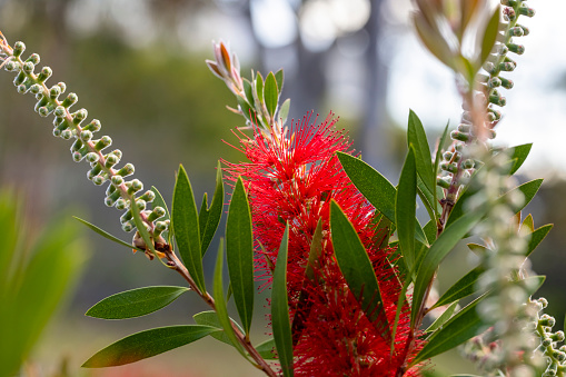 Red Bottlebrush flower and buds, Callistemon against blue sky background with copy space, full frame horizontal composition