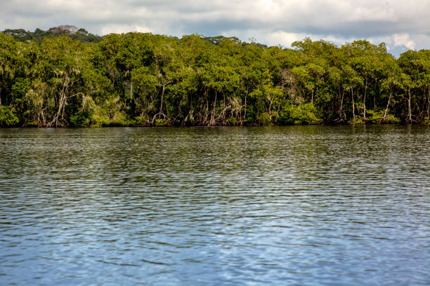 istock Mangrove trees along the sea 1433442936
