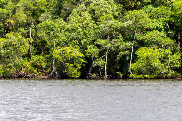 istock Mangrove trees along the sea 1433442983