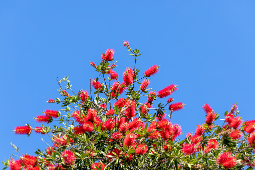 Top part of Red Bottlebrush tree against blue sky, Callistemon, background with copy space, full frame horizontal composition