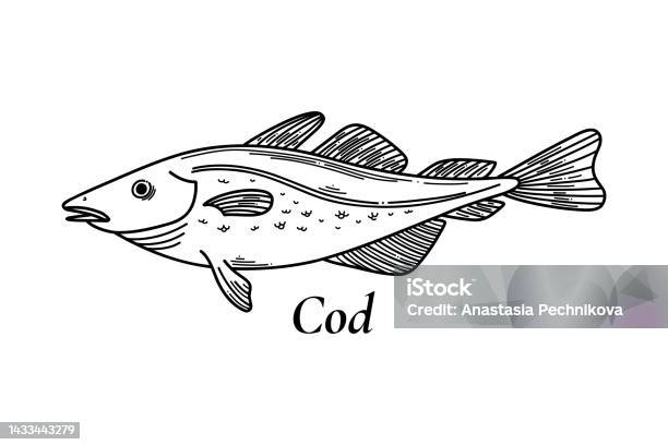 Cod Roaster Fish Drawing Vector Sketch Illustration Of Fresh Codfish Sea Fish Drawing Isolated ...