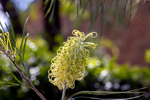 White Grevillea Moonlight flower, nature background with copy space, full frame horizontal composition