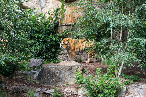 Tiger walks among the trees in a rocky area on a bright sunny day.