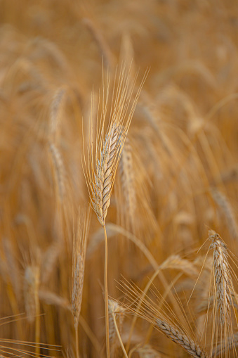 Grain spikes ripening in summer before the harvest