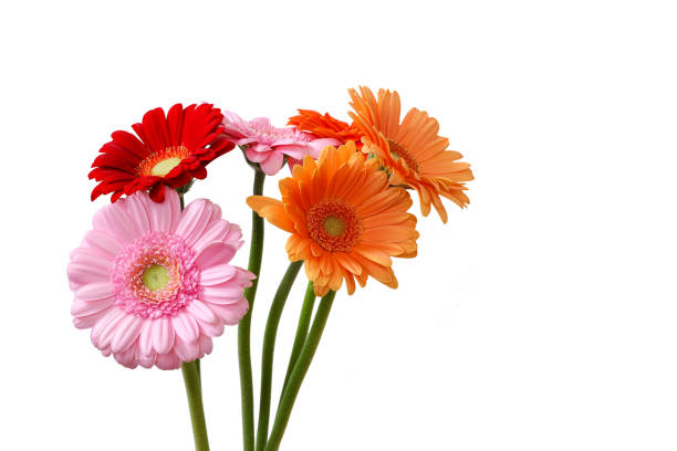 istock Various colors of transvaal daisies isolated on a white background. 1433449517