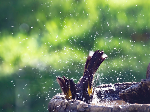 Bird splashing in birdbath