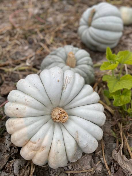 istock pumpkin farming, production 1433452887