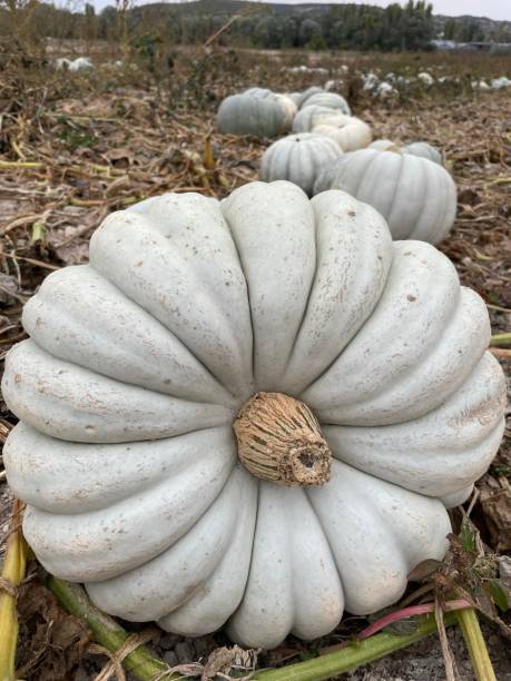istock pumpkin farming, production 1433452937