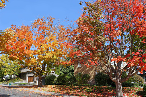 Suburban residential street with trees in bright fall colors
