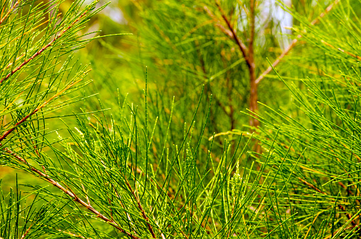 Cemara Udang, Australian pine tree or whistling pine tree (Casuarina equisetifolia) leaves, shallow focus. Natural background
