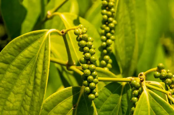 Lada, merica, Piper Nigrum, peppercorn, common pepper, fresh green pepper seed on the tree, shallow focus