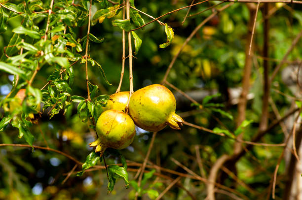 istock Young pomegranate fruits (Malum granatum) on its tree branch 1433454866