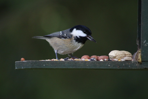 Close up of bird on feeder