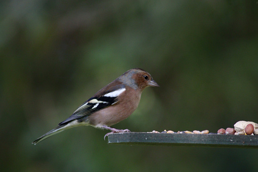 Close up of chaffinch on feeder