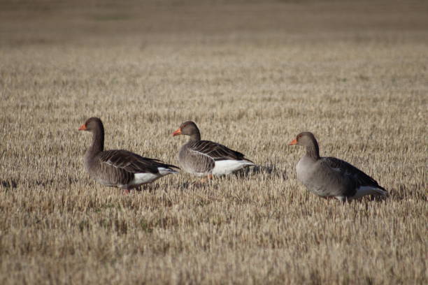 Geese Wild geese in field greylag goose stock pictures, royalty-free photos & images