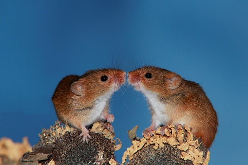 Two harvest mice touching noses