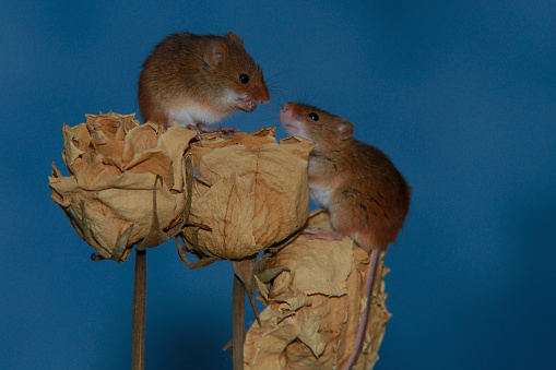 Two harvest mice on dried plants