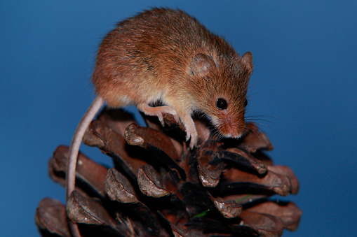 Harvest mouse on pine cone