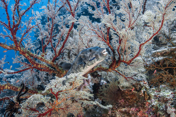 istock Tubataha, Philippines 1433460833