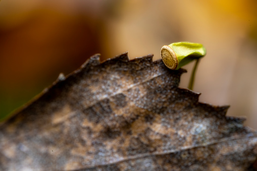 Close-up photography of moss spore capsule hiding behind a autumn leaf