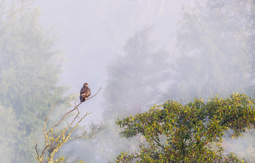Common Buzzard ,Buteo Buteo, sitting in a tree a misty morning